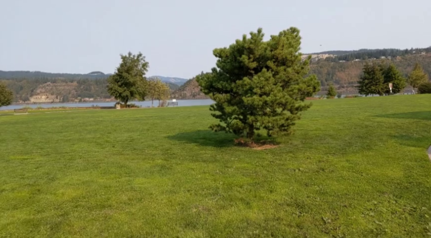 mild_bush
